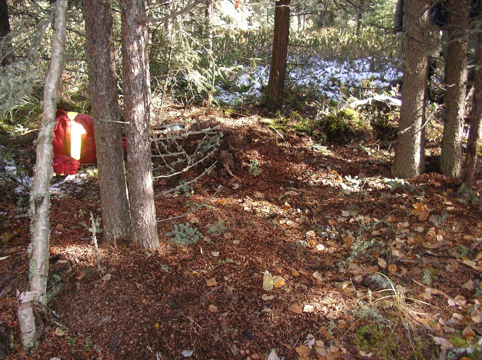 Red squirrel midden hibernacula for toad SPRI at the boreal area
